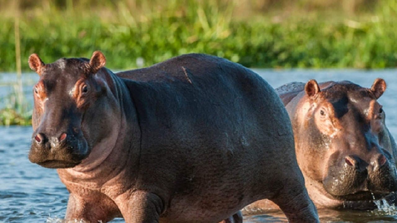 Asamblea de Antioquia rechaza eutanasia de hipopótamos y busca alternativas más humanas