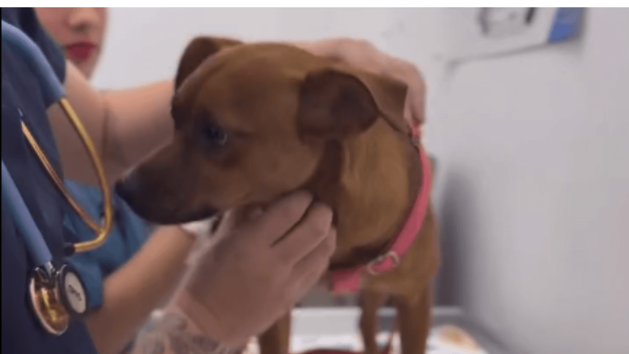 Comunidad rescata a perrita maltratada en Caldas: ahora recibe cuidados veterinarios