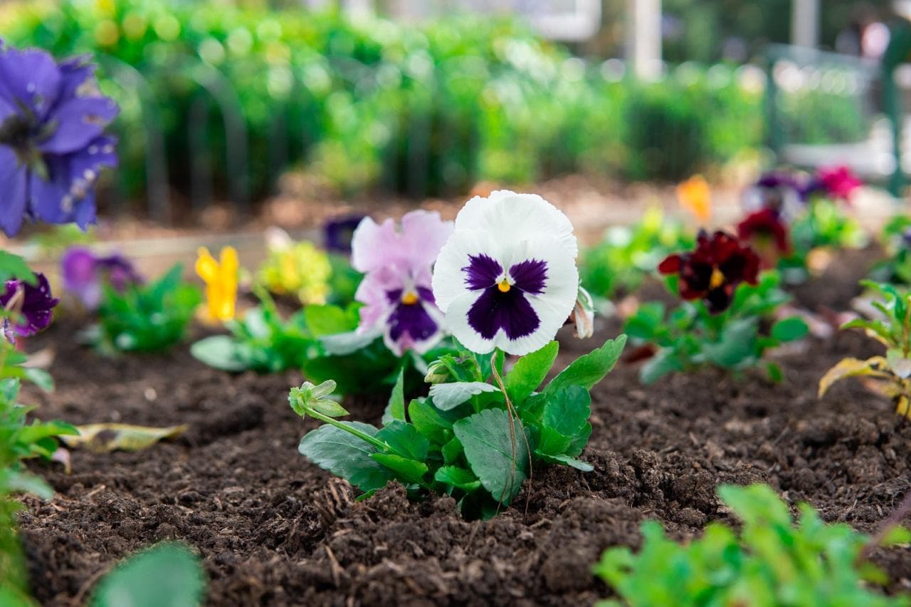 Medellín vuelve a ganar el título de Ciudad Árbol del Mundo por cuarta ocasión