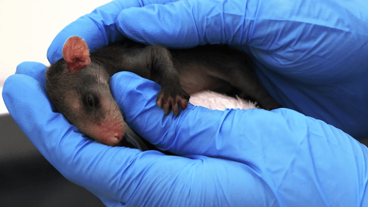 Perros y gatos atacan 135 animales silvestres en el Oriente: Rionegro y Marinilla lideran cifras alarmantes