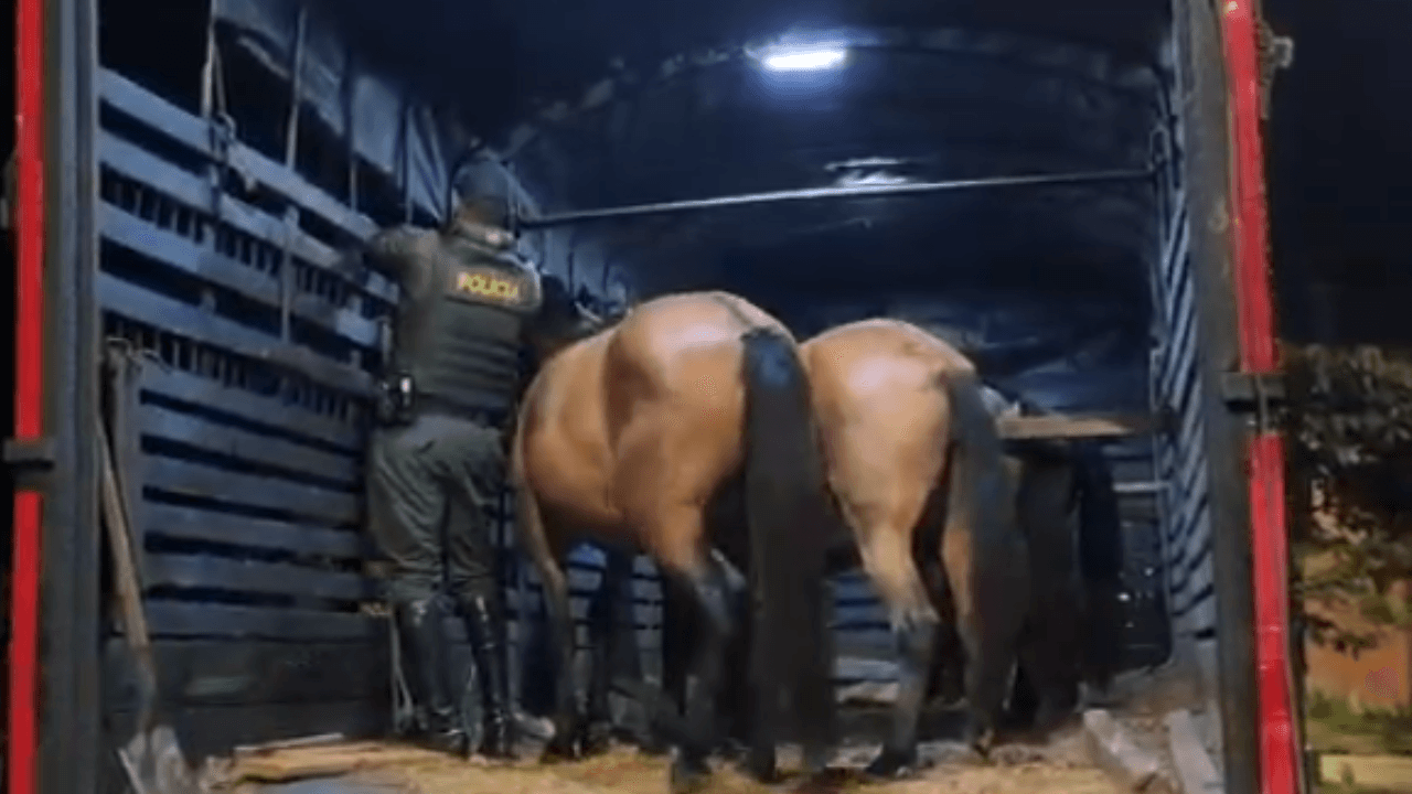 Operativo en El Carmen de Viboral: rescatan 10 caballos sueltos que ponían en riesgo a conductores
