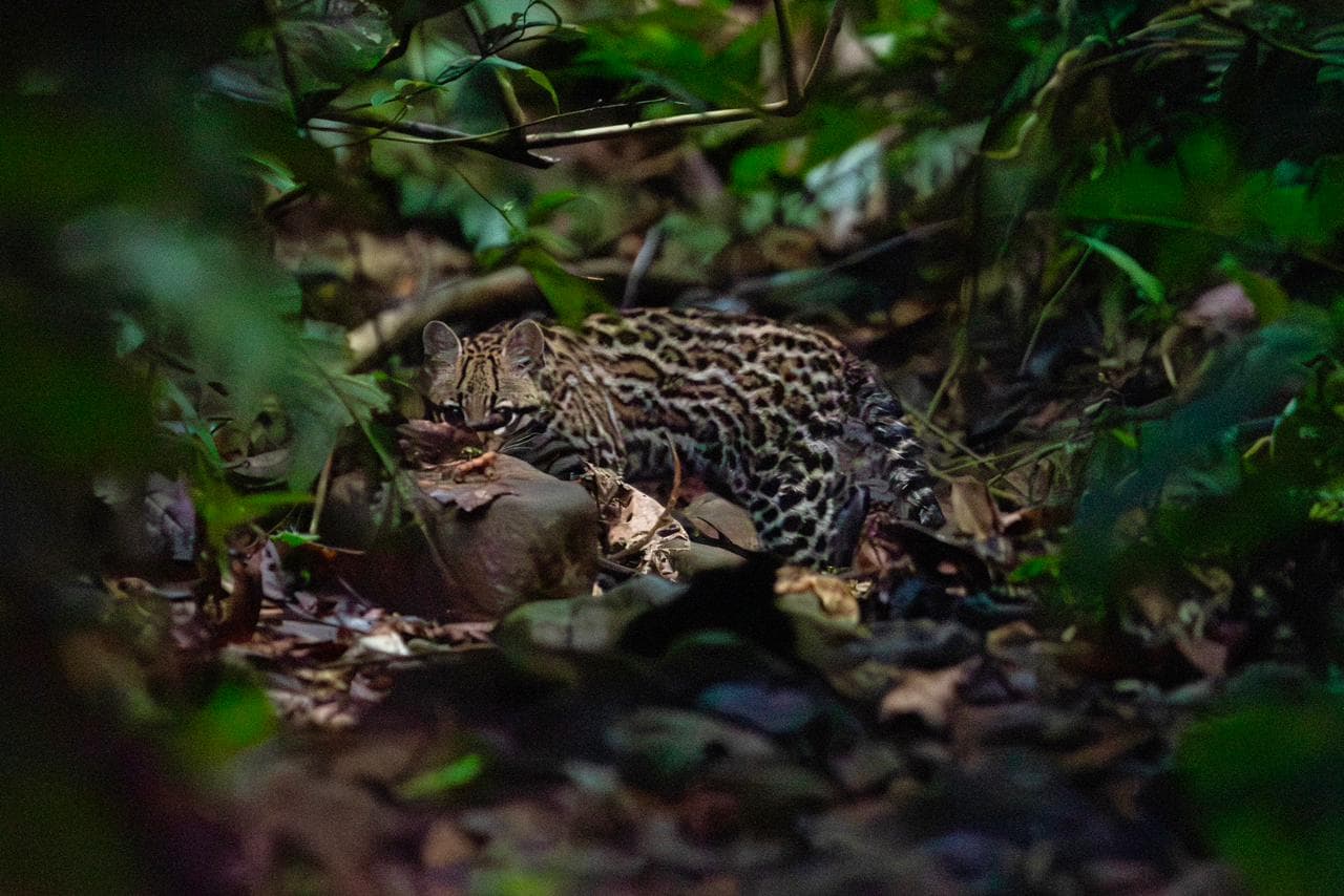 Ocelote salvaje regresa a la selva tras recuperarse en cautiverio en Antioquia