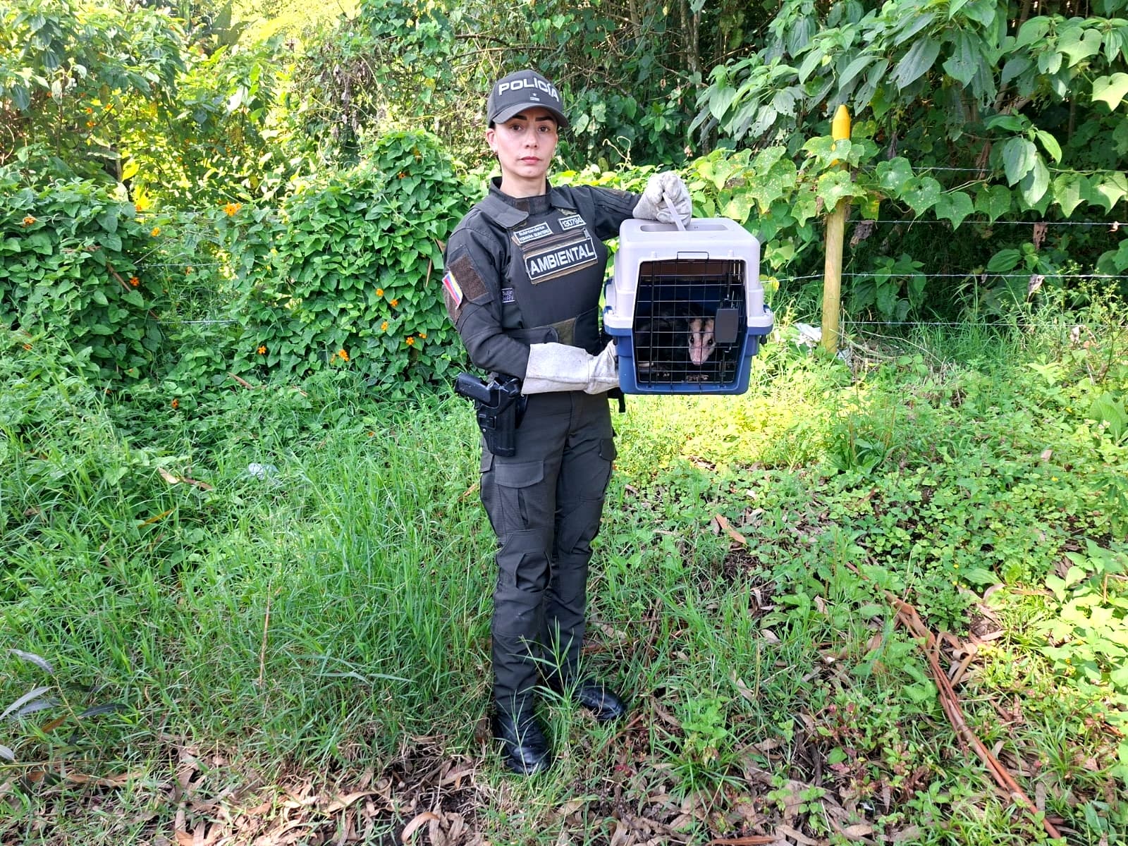 Rescatan decenas de animales silvestres en operativos contra tráfico ilegal en tres municipios