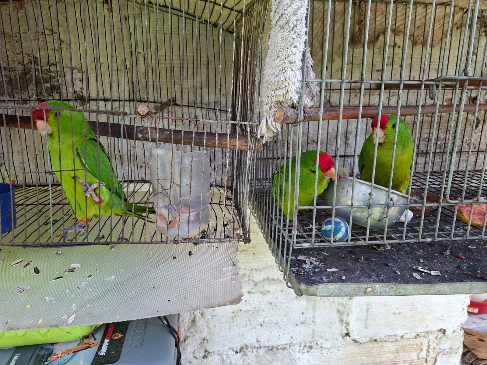 Antioquia rescata fauna silvestre y frena minería ilegal en operativos ambientales