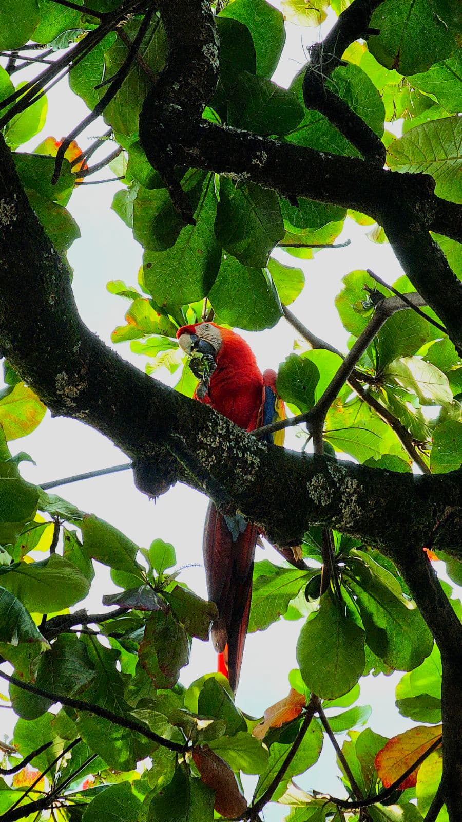 Un hospital en el corazón de Medellín se convirtió en santuario para 38 especies de animales silvestres