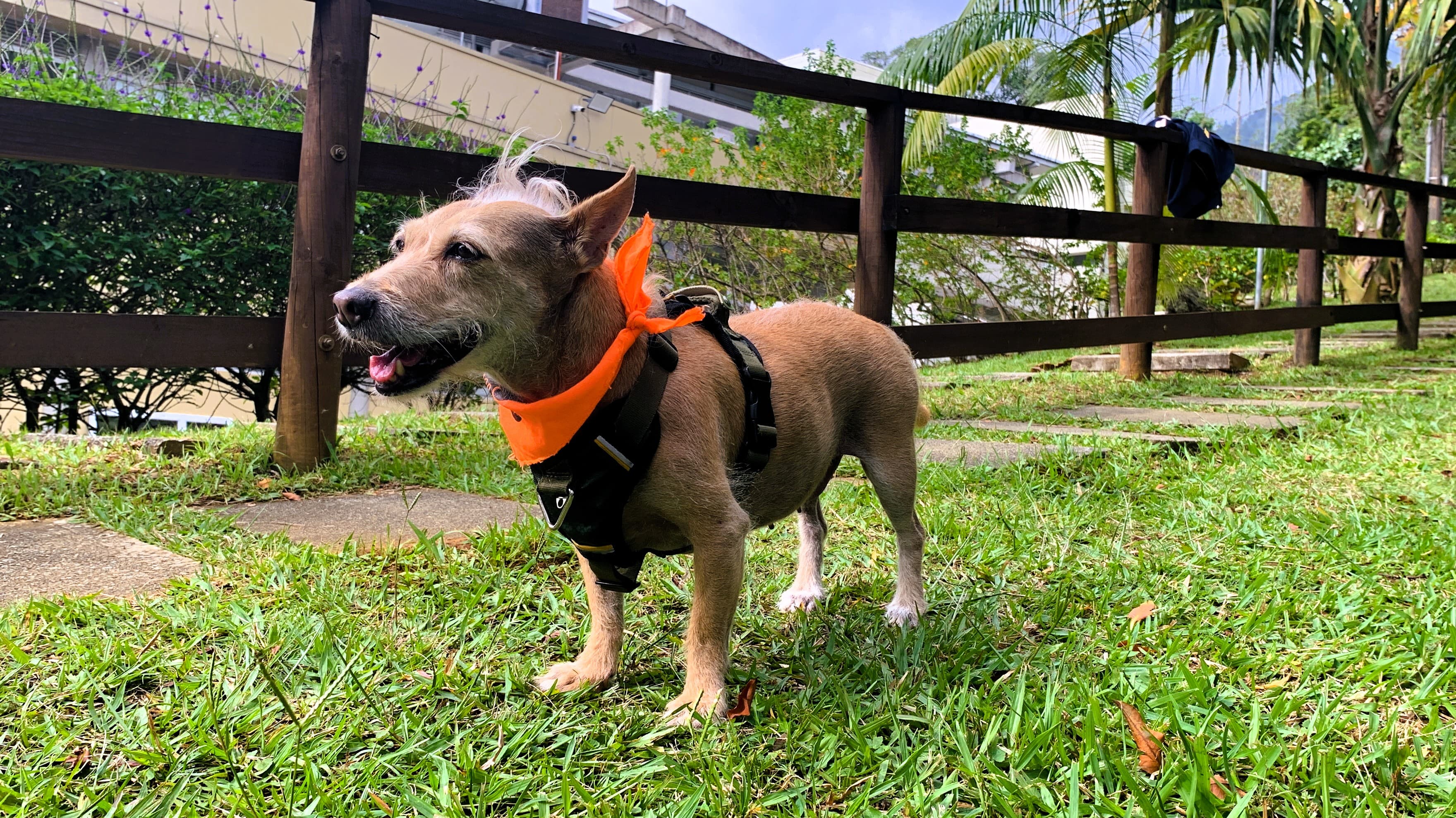 El calor extremo pone en riesgo a perros y gatos: así puedes proteger a tu mascota