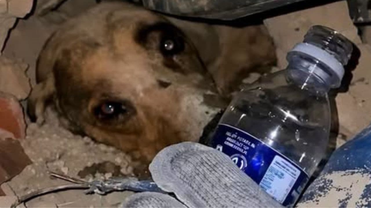 Bomberos rescatan a perro atrapado en escombros tras terremoto en Venezuela