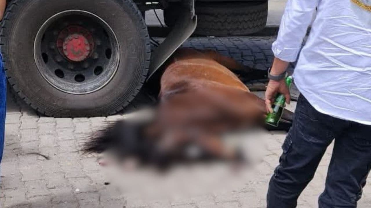 Caballo muere en accidente durante cabalgata de las Fiestas de la Papa en La Unión