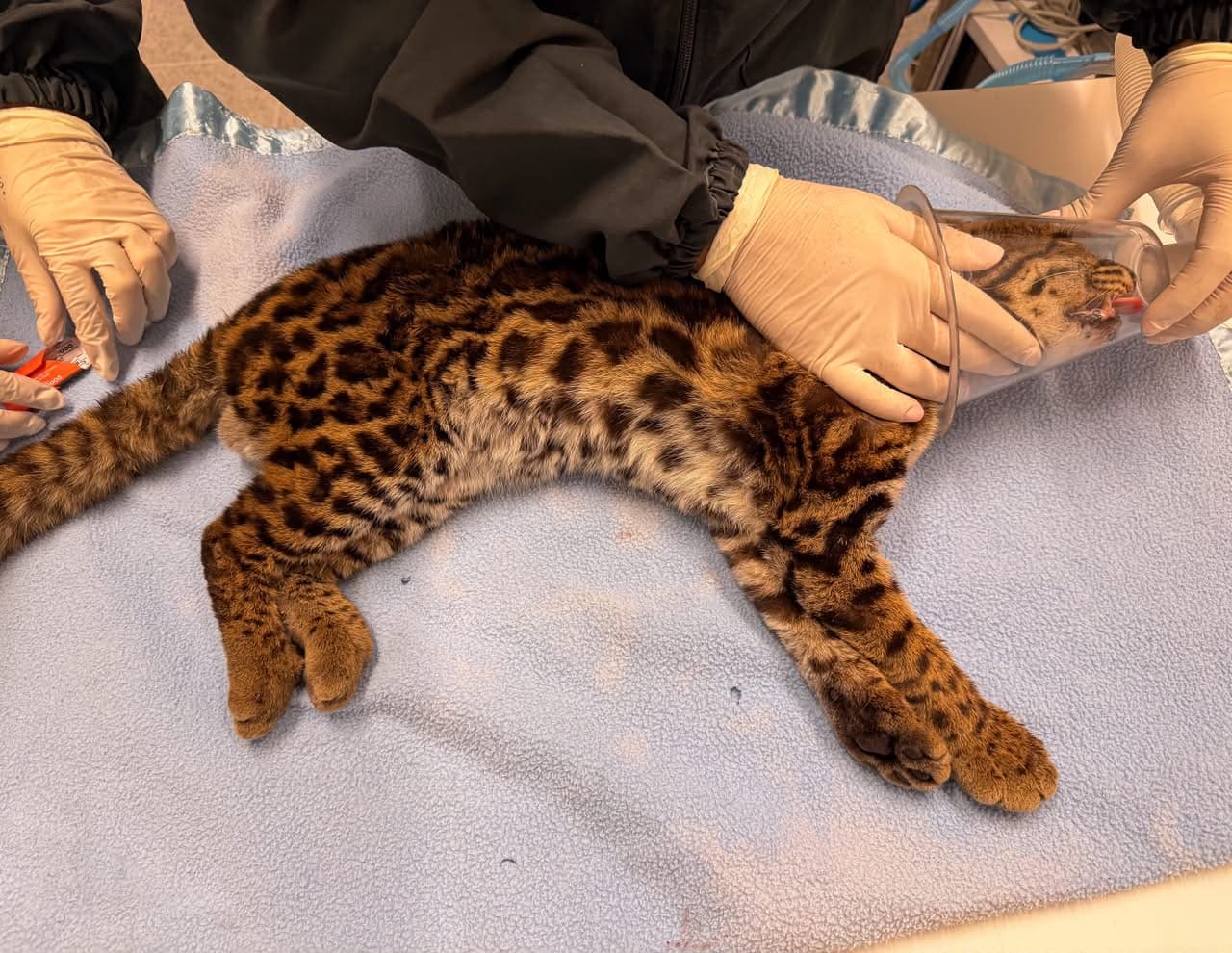 Tigrillo muere atropellado con enfermedad de gatos domésticos: dos amenazas que acosan la fauna del Valle