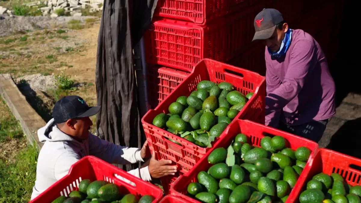 Los precios que pagan los productores suben 4% en marzo: qué significa para su bolsillo