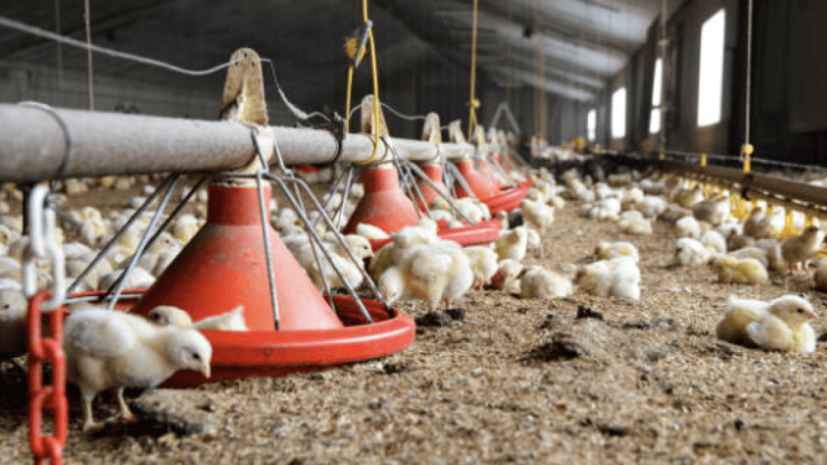 Paro por avalúos catastrales amenaza con desabastecer de pollo y huevo al país