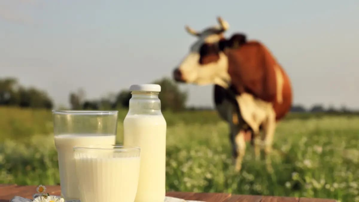 Ganaderos dicen que aumento de 1,3% en precio de leche es insuficiente ante costos que suben 23,7%