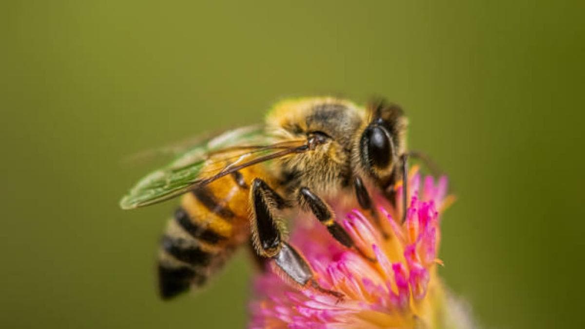 Los bioinsumos limpios enfrentan regulaciones diseñadas para químicos: el cuello de botella de la agricultura verde