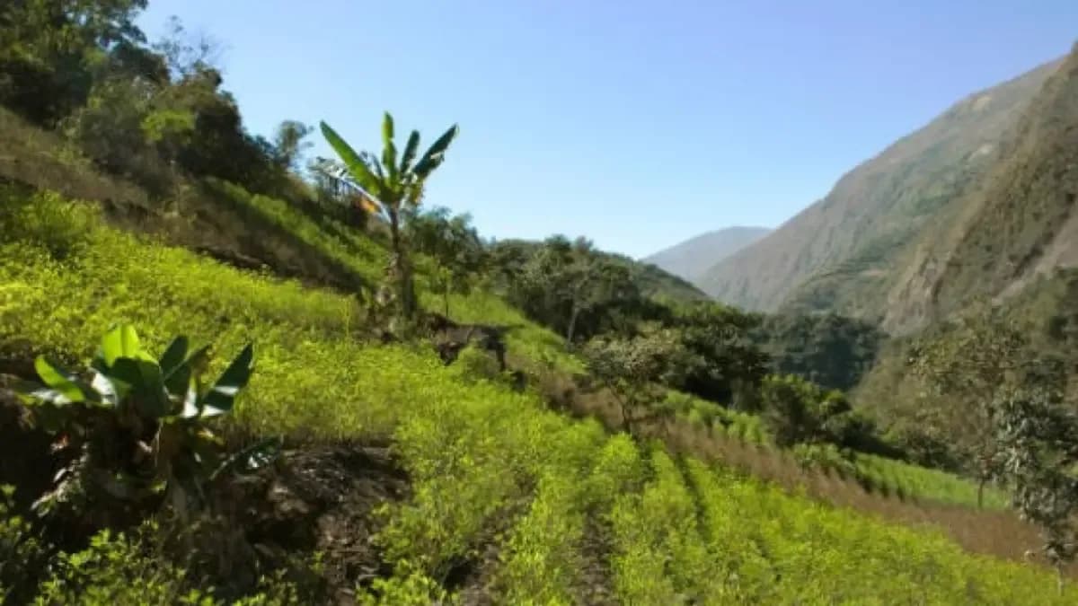 La coca crece en las regiones pero el Estado no ve ni un peso de esas ganancias