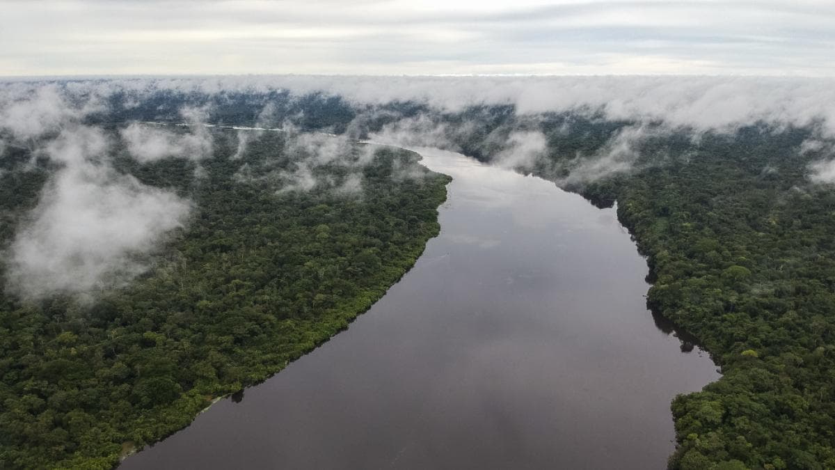 Carreteras ilegales y ganadería aceleran la destrucción de la Amazonía colombiana
