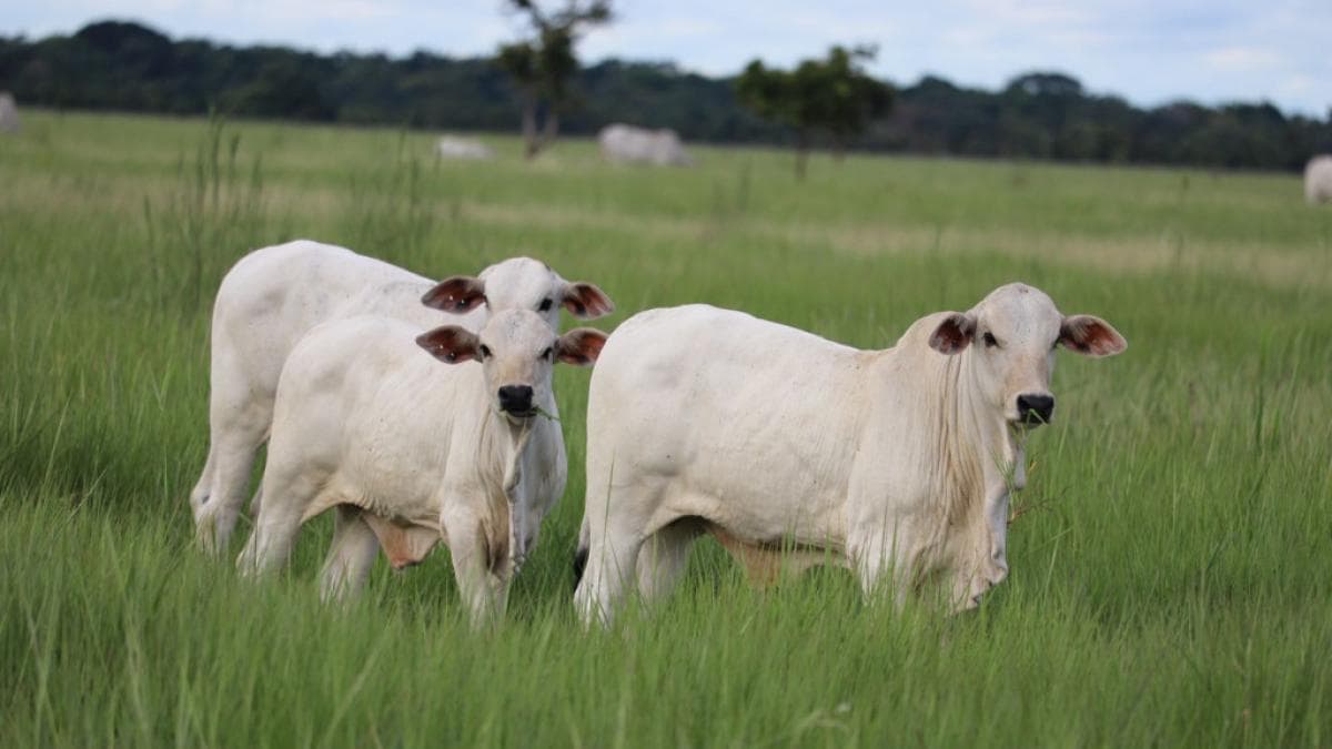 Ganaderos alertan por aumentos de hasta 1.000% en impuestos de tierras rurales