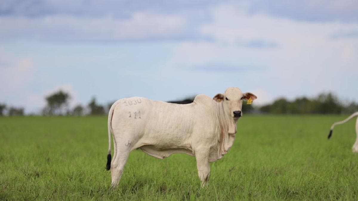 Exportaciones ganaderas caen a US$25 millones: el dólar débil castiga los bolsillos de los criadores