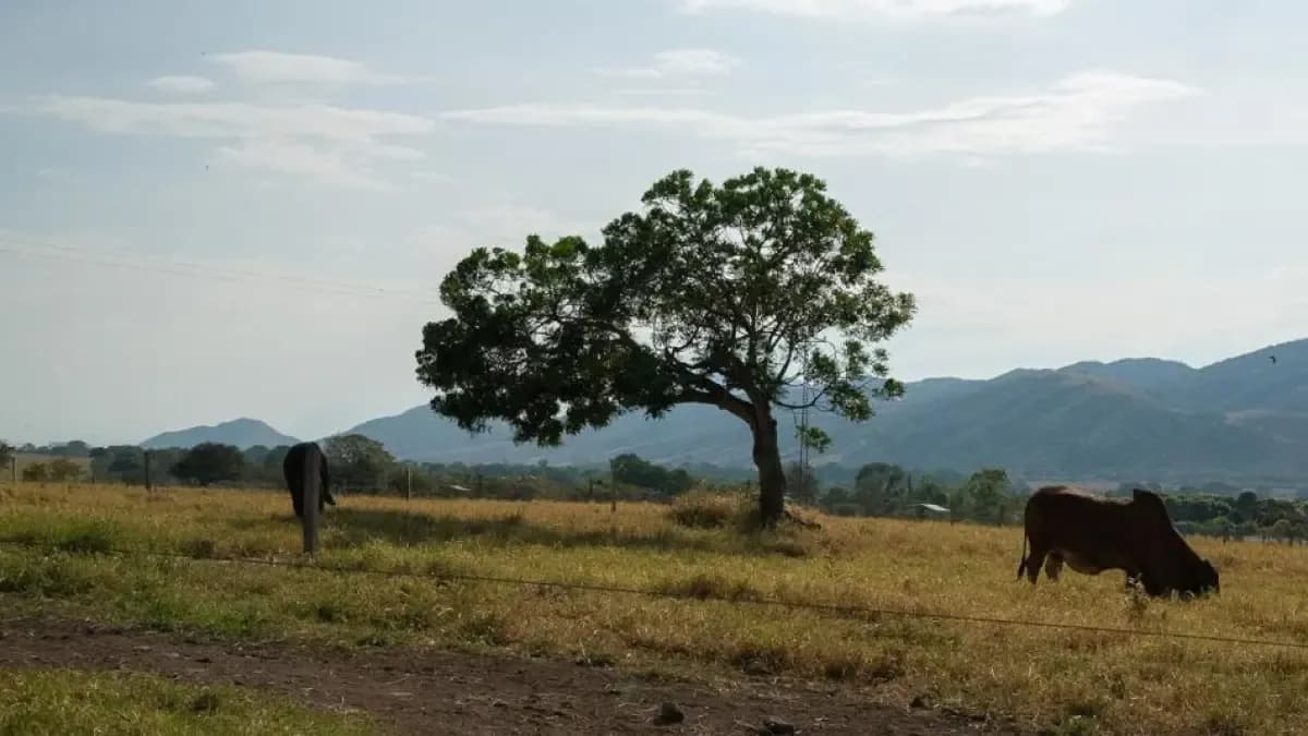 FAO propone reforma agraria como clave para lograr paz rural y recuperar tierras productivas en Colombia