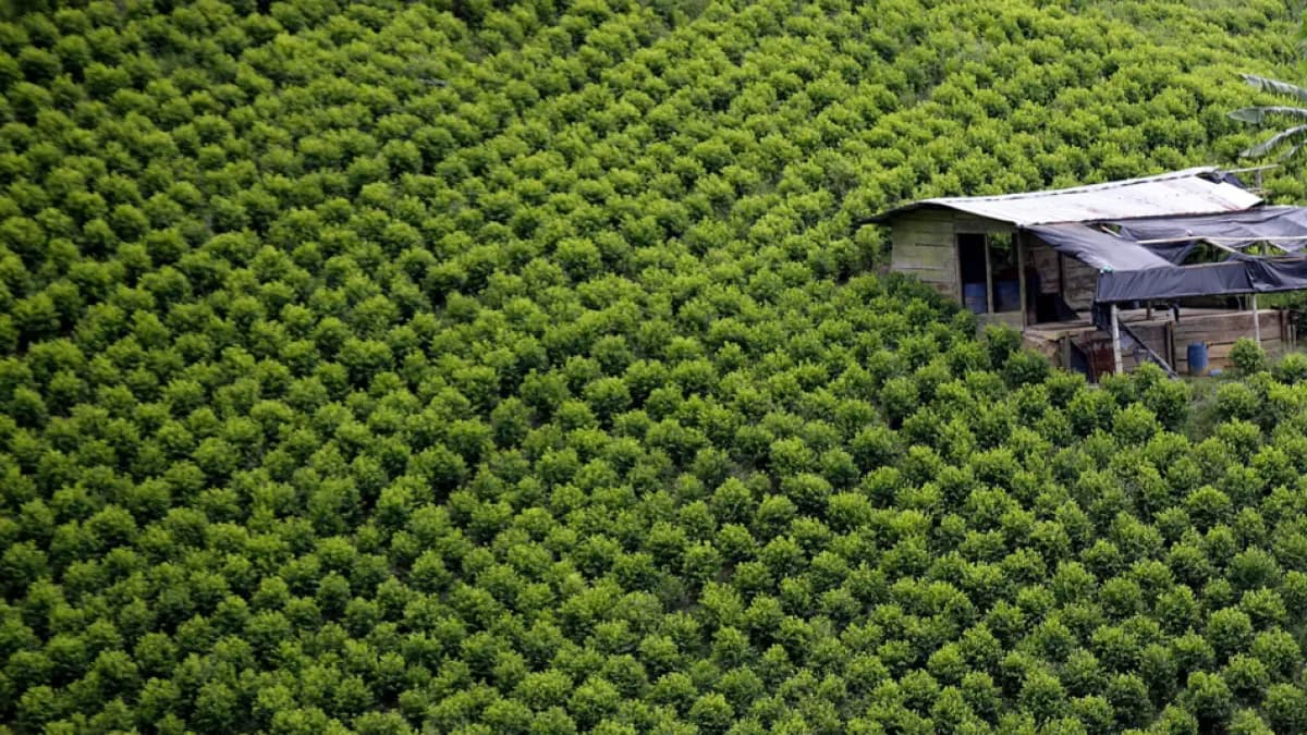 Sin acceso a mercados internacionales, el plan de dejar la coca fracasará, advierten expertos