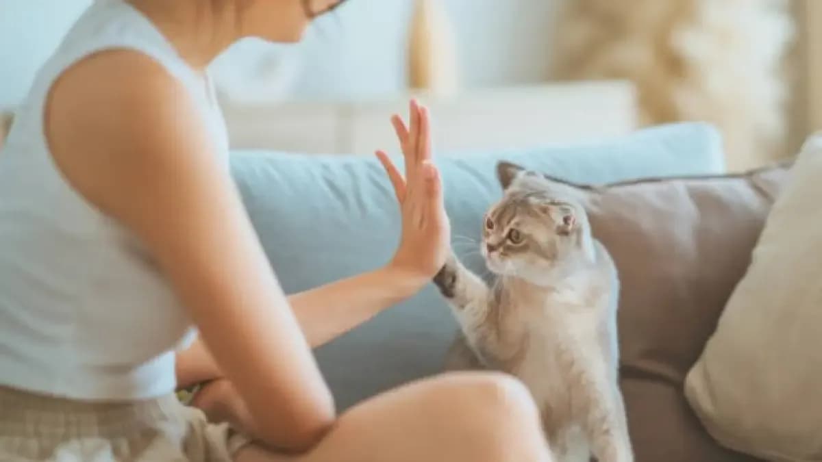 Los dueños de mascotas fragmentan sus compras en paquetes pequeños, pero mantienen el mismo gasto mensual