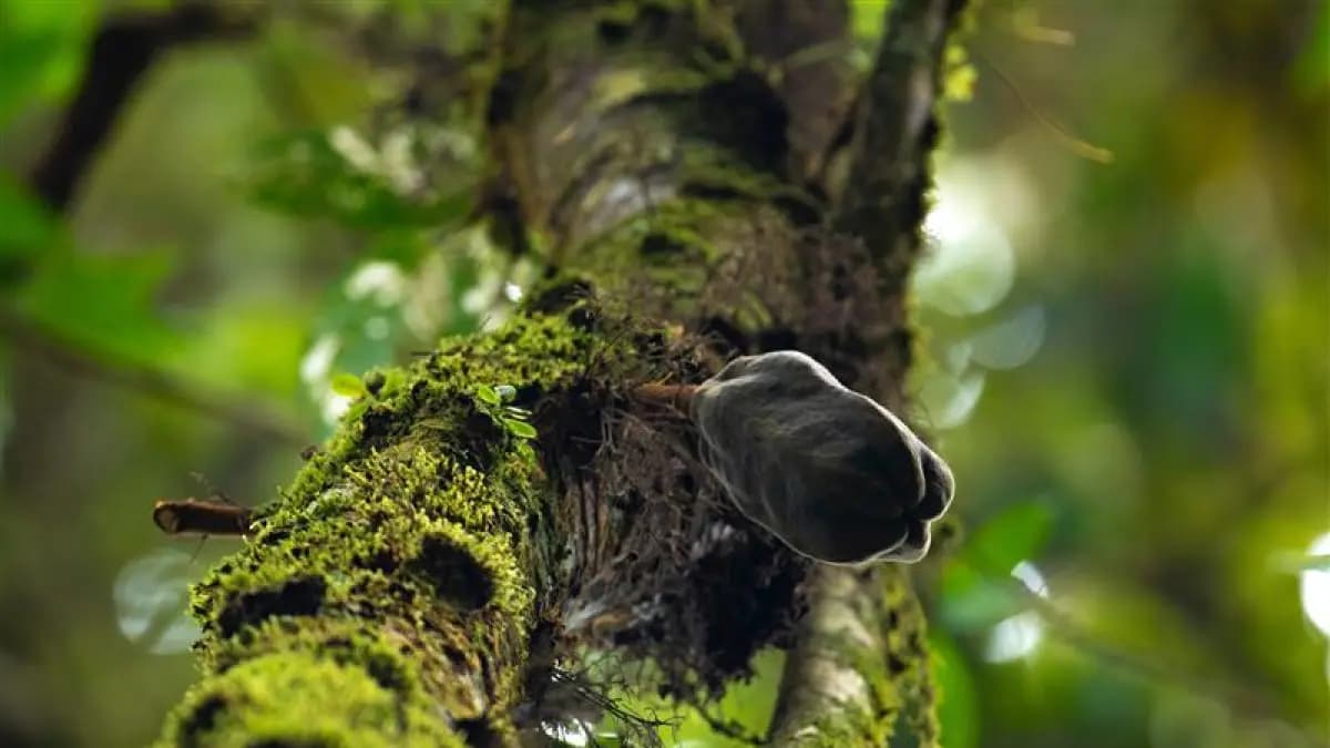 Cambio climático amenaza el 20% de tierras cacaoteras en Colombia hacia 2050