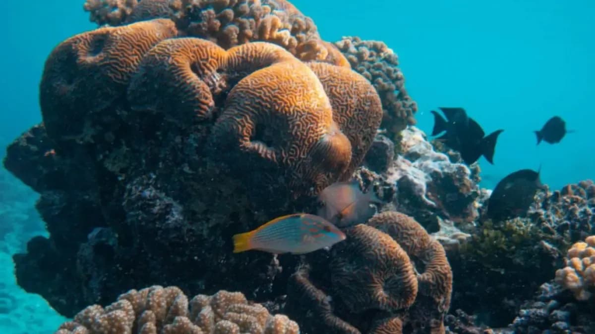 Contraloría detecta irregularidades por 3 mil millones en contrato de recuperación de corales de San Andrés