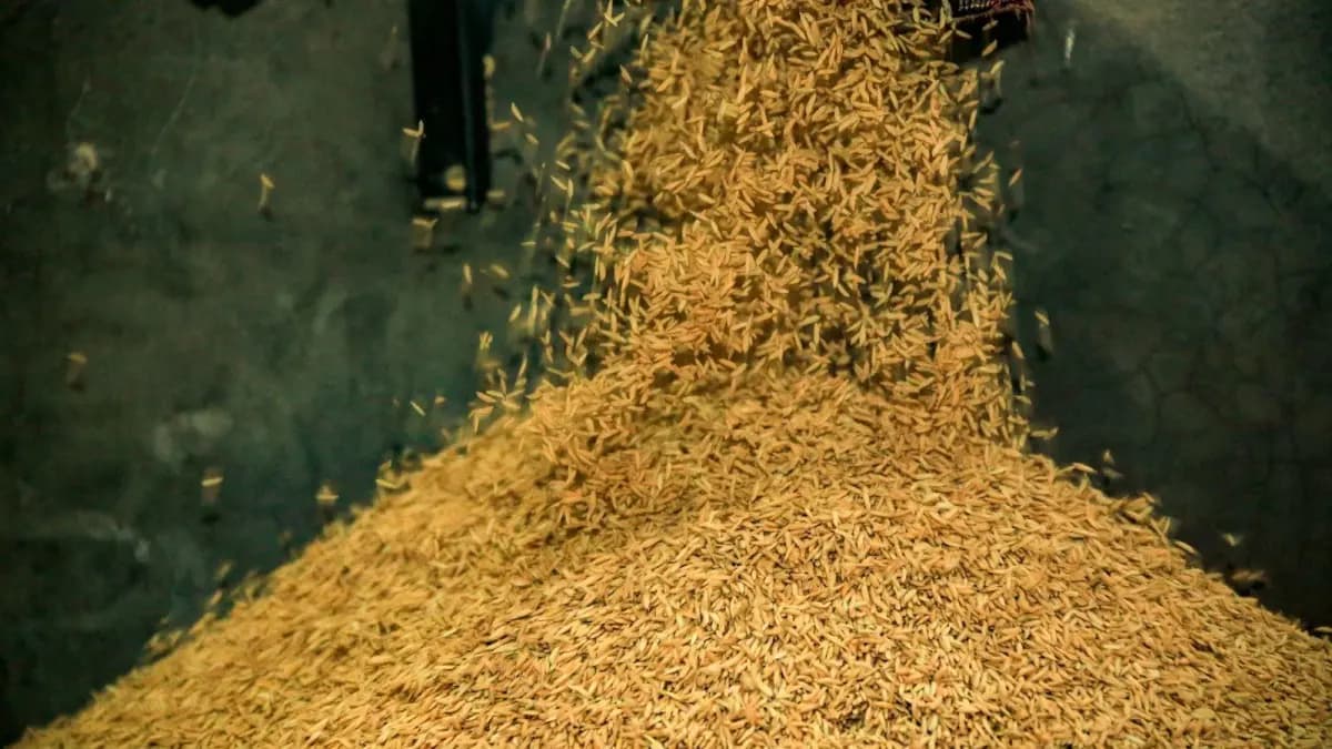 Gobierno canaliza $412 mil millones en créditos para casi 3.600 arroceros de Norte de Santander