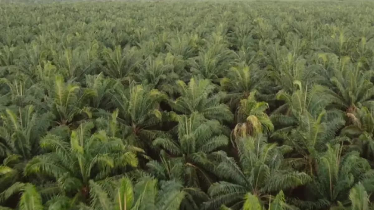 Palma colombiana despega: exportaciones se duplican en dólares mientras demanda global por biocombustibles crece