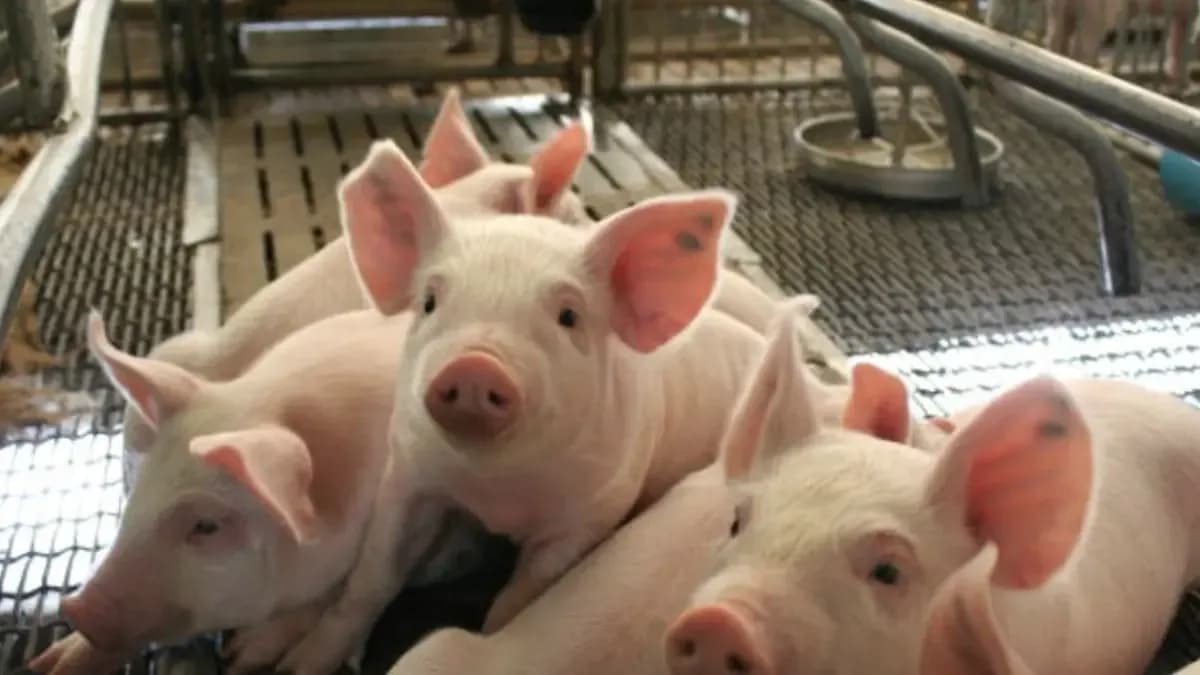 La carne de cerdo nacional gana mercado mientras caen las importaciones a inicio de 2026