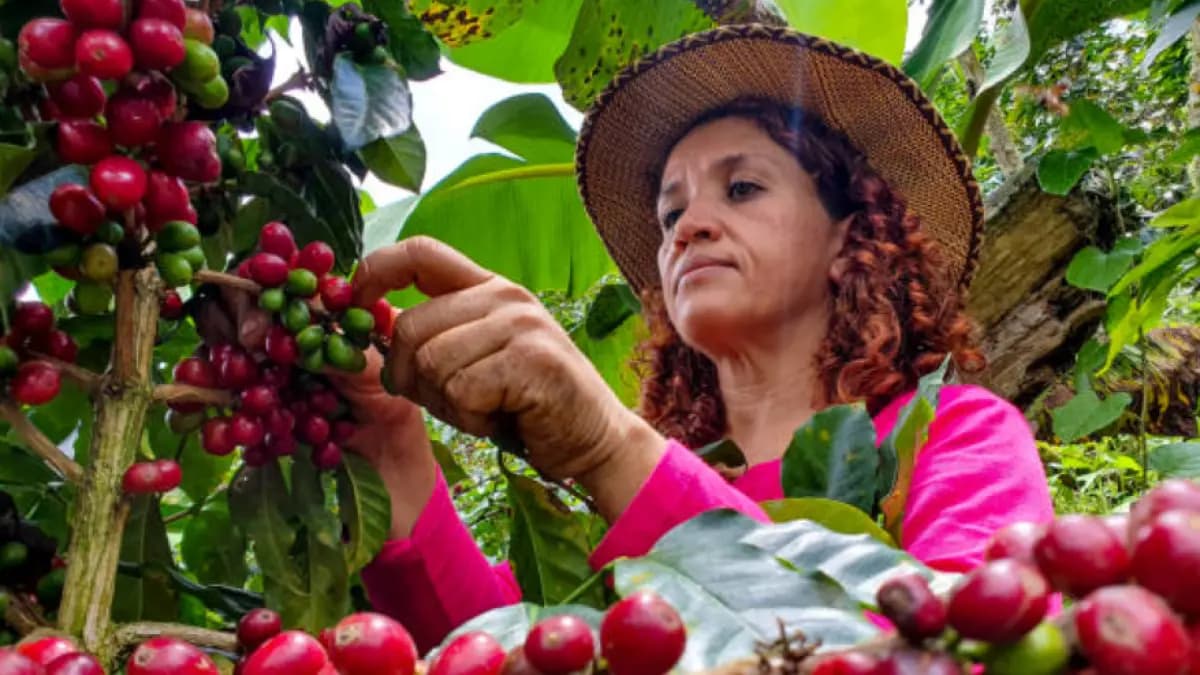 La sequía golpea el café colombiano: producción se desploma 29% en marzo