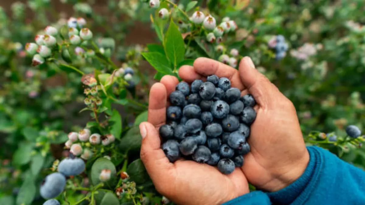 Colombia produce arándanos para el mercado local, pero sueña con conquistar el mundo