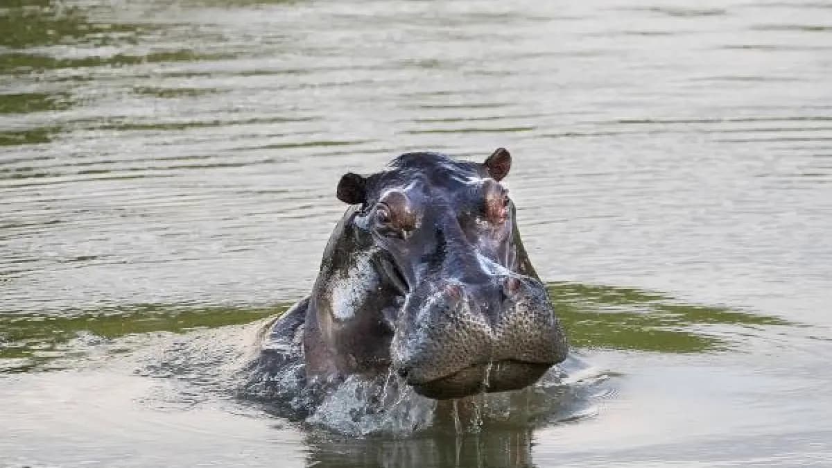 Gobierno aprueba protocolo de eutanasia para controlar población de hipopótamos en Colombia