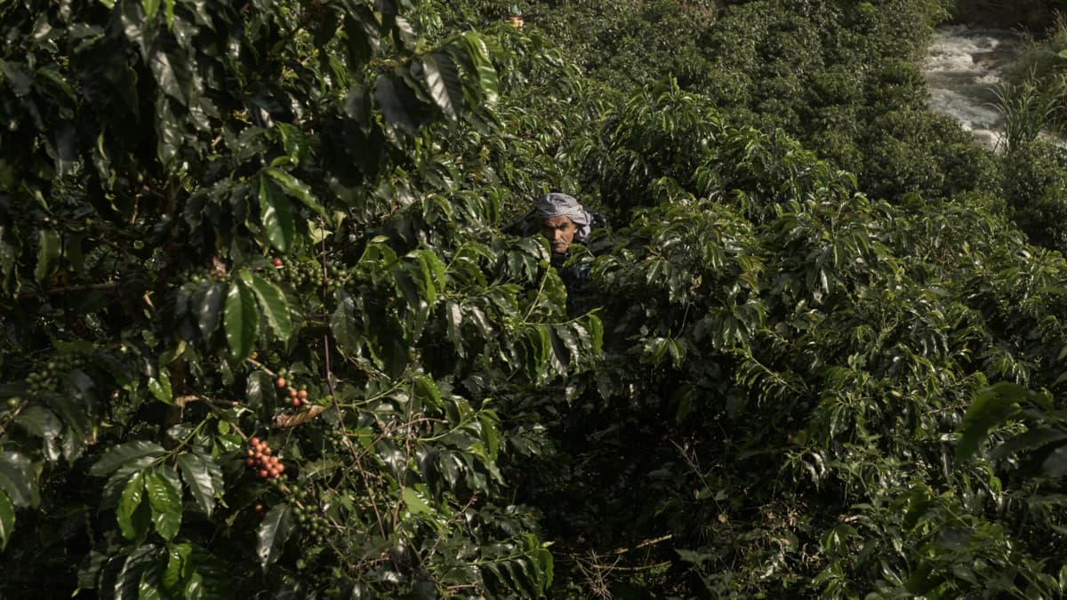 Starbucks llega a Colombia con su programa de 100 millones de árboles de café resistentes al cambio climático