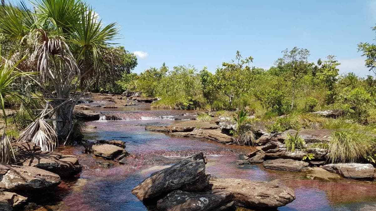 Guaviare en la cuerda floja: ordenanza podría sacarlo de la Amazonía y poner en riesgo sus bosques