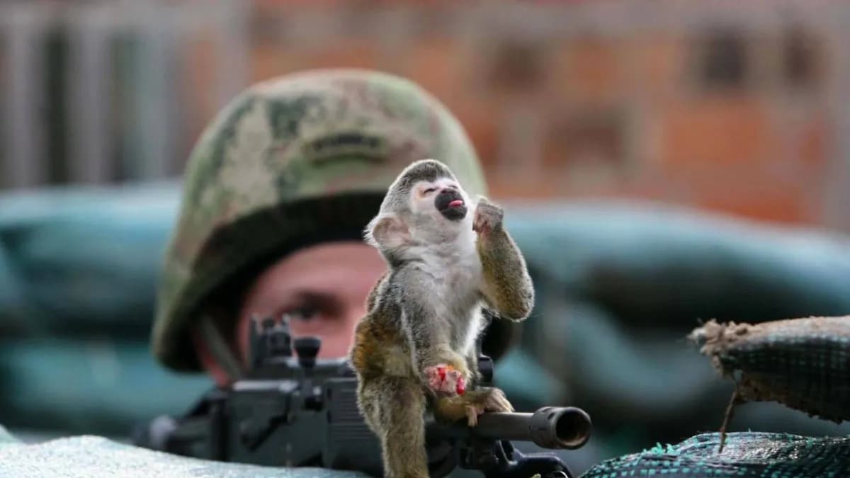 Más de 100 mil animales han sido víctimas del conflicto armado colombiano
