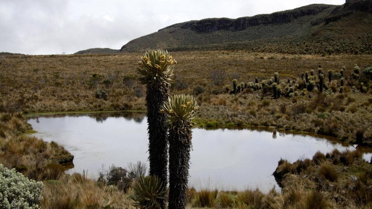 Parque Nacional Los Nevados cierra parcialmente hasta el viernes para trabajos de conservación
