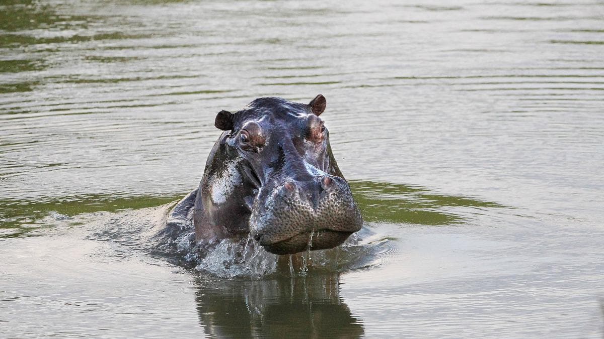 Gobierno autoriza eutanasia de hipopótamos: expertos dicen que es la única opción viable
