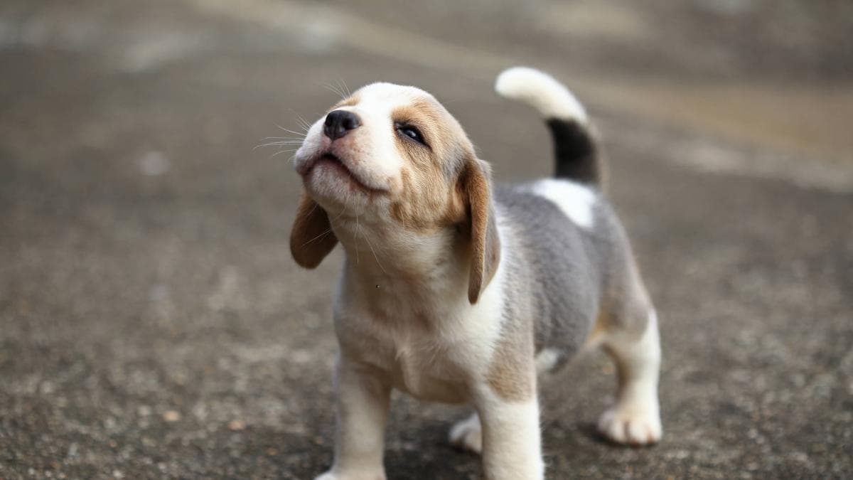Gabrica lanza campaña de adopción de perros durante el Mundial aprovechando el fútbol para conciencia social