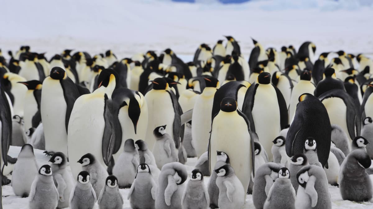 Pingüinos emperador en peligro de extinción por desaparición del hielo marino en la Antártida