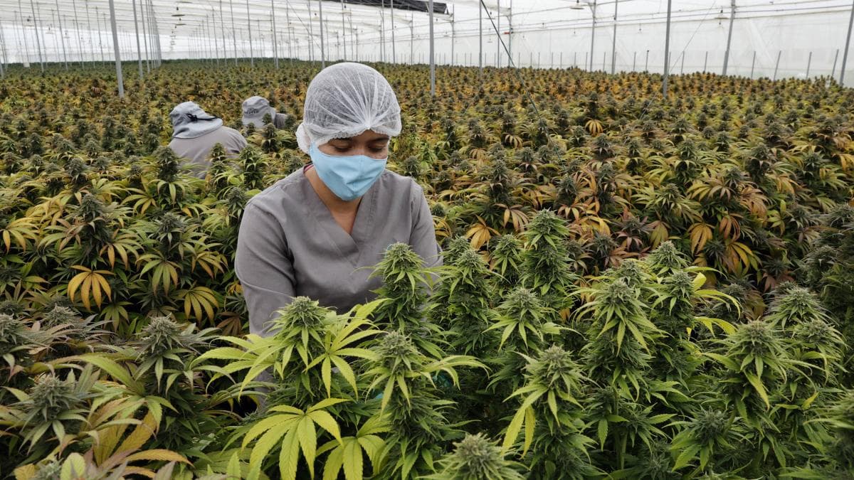 El cuerpo produce sus propias sustancias similares a la marihuana, claves para dormir y regular el dolor