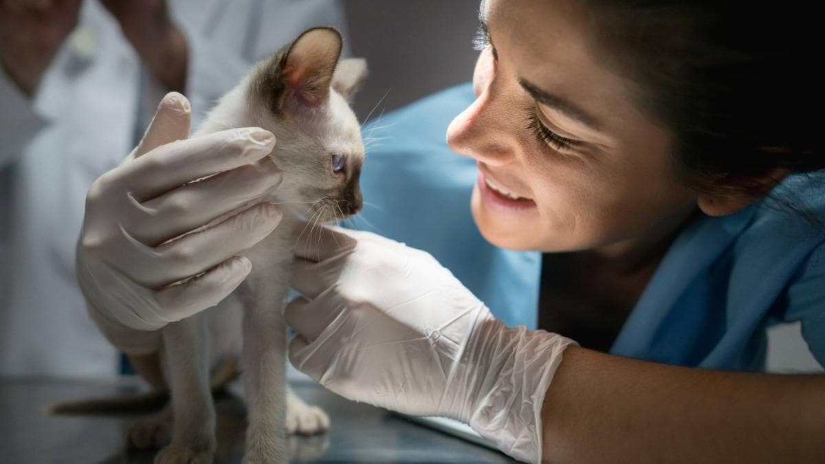 Veterinarios apuestan por prevenir enfermedades en perros y gatos con nuevas tecnologías