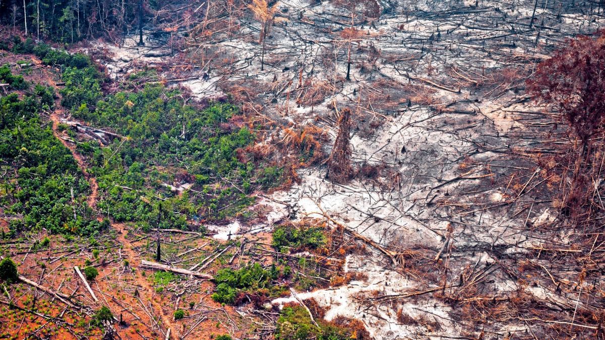 Colombia reduce pérdida de bosques primarios, pero amenazas ilegales siguen acechando la Amazonía
