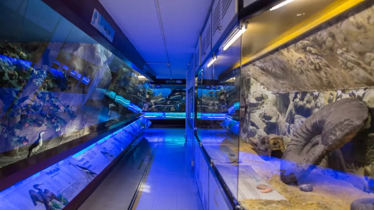 Bogotá se sumerge en el océano: Museo del Mar abre sus puertas para explorar la biodiversidad marina