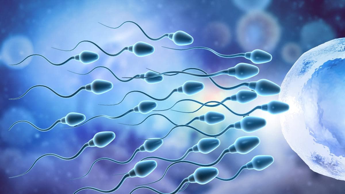 Abstenerse de eyacular daña la calidad del esperma, según estudio internacional