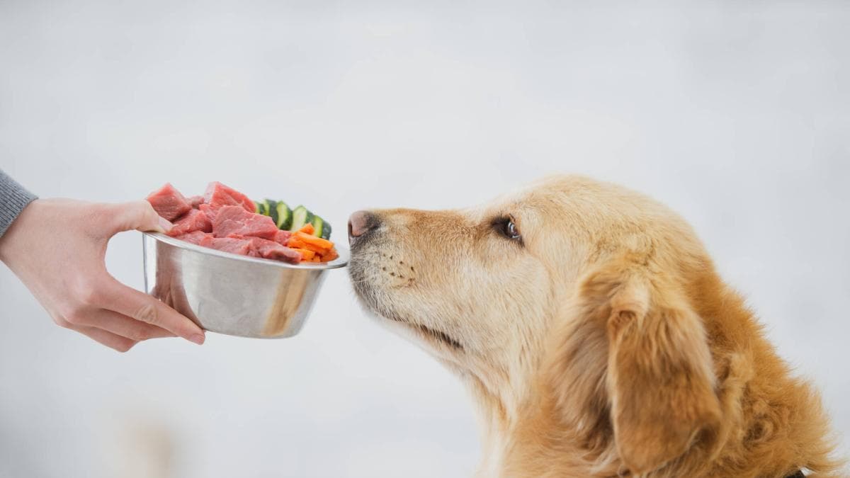 Los perros criollos: genéticamente diversos, resistentes y tan valiosos como las razas puras