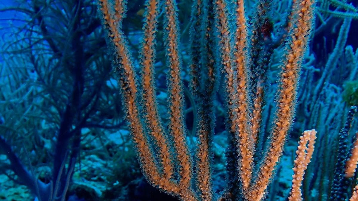 El Pacífico se calienta: océanos más ácidos amenazan la pesca y alimentación de millones
