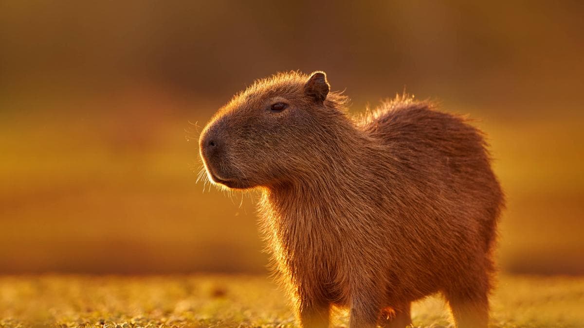 Descubren fósiles que prueban que los chigüiros vivieron en Chile hace 4,5 millones de años