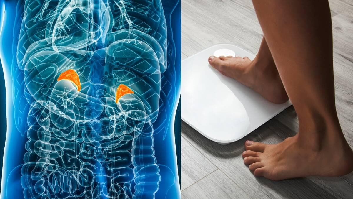 Descubren que las hormonas no solo vienen de glándulas: hallan producción en células inmunitarias y grasas