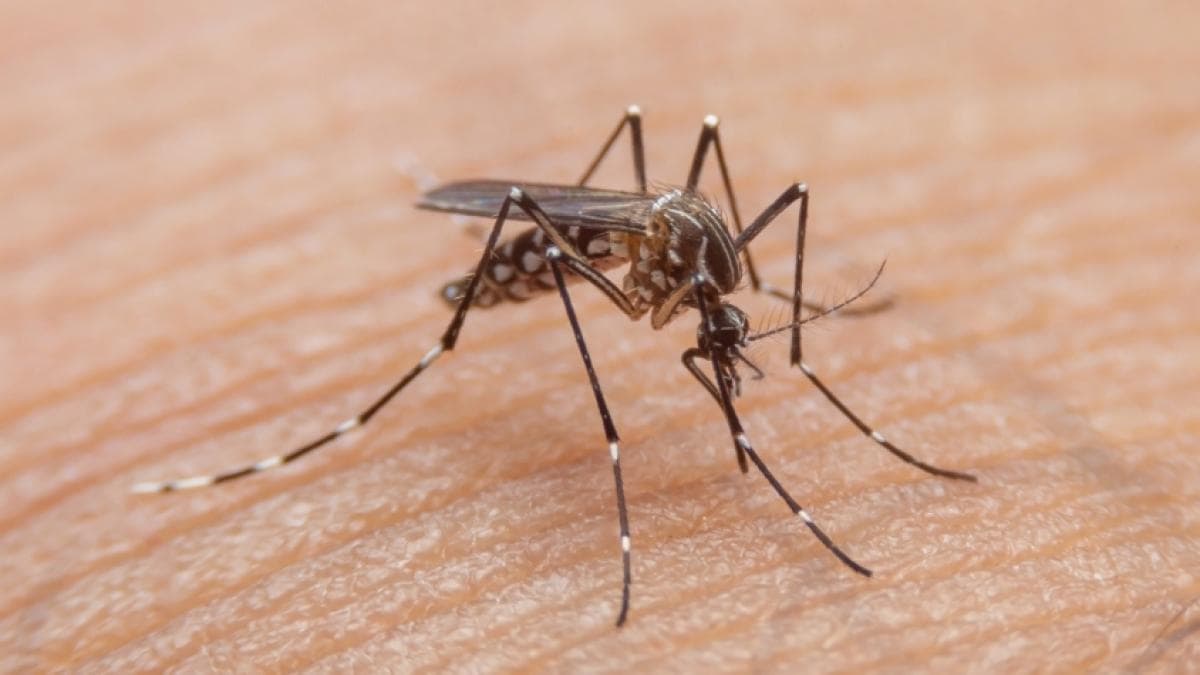 Dengue: el riesgo sanitario que podría acompañar al Mundial 2026 en México y Estados Unidos