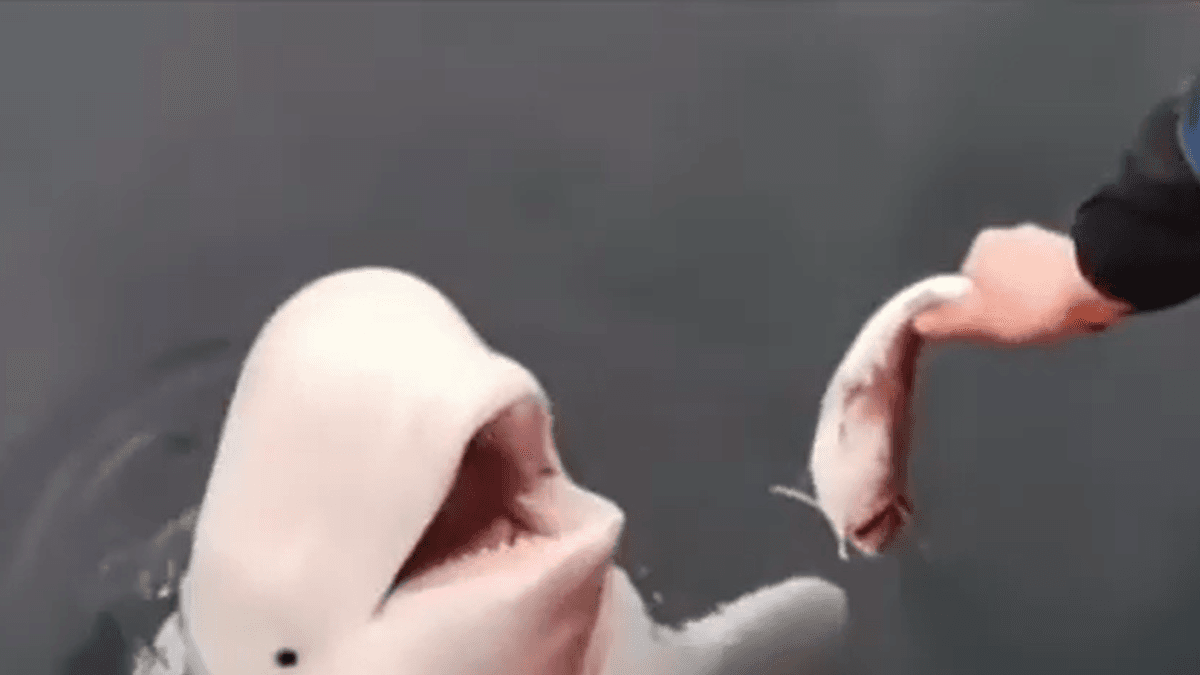 Las ballenas beluga se reconocen en el espejo: nueva prueba de su inteligencia